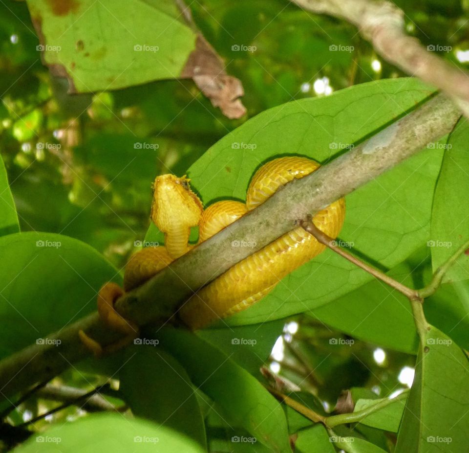 Eyelash viper, Cahuita NP