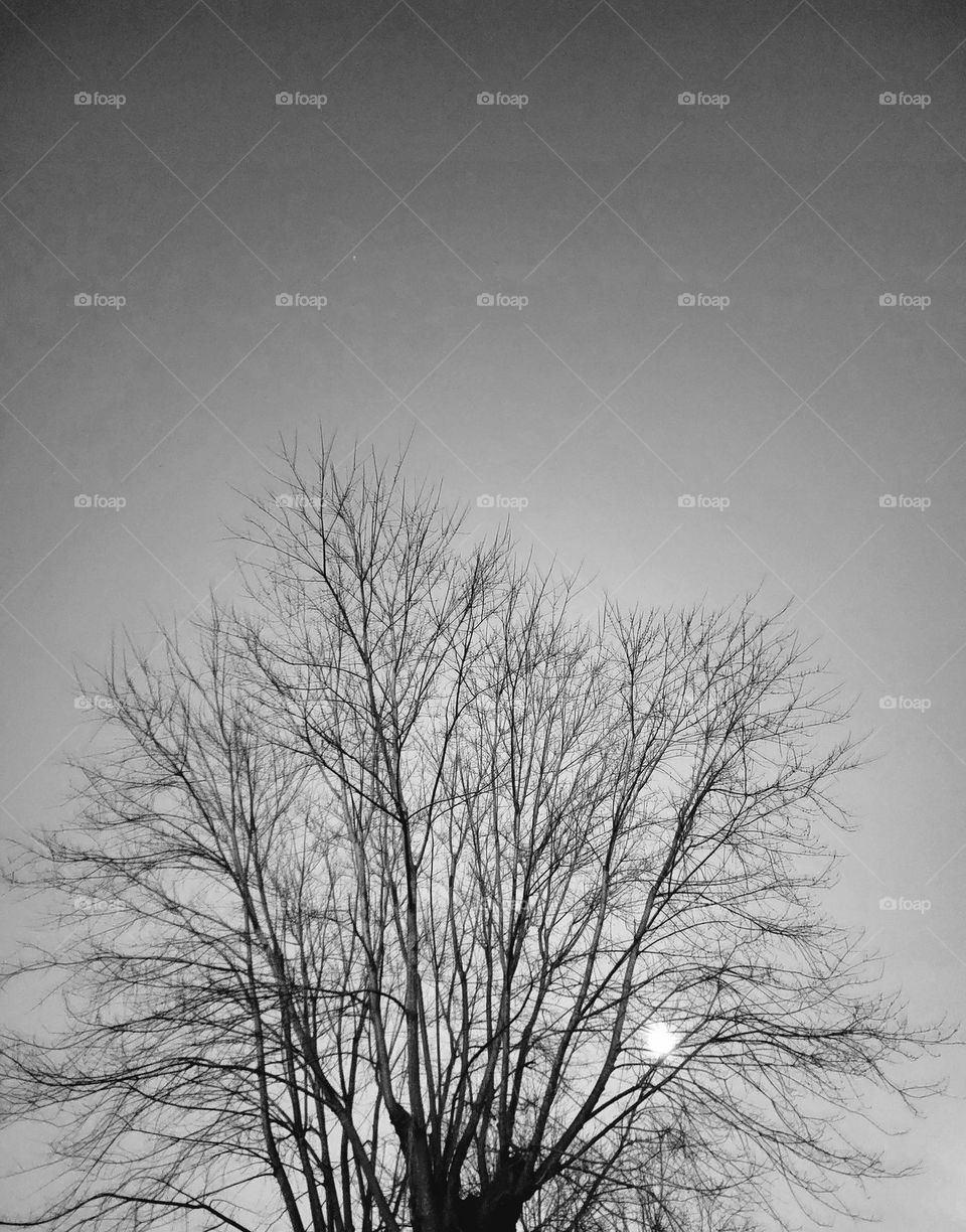 Moon in between the branches