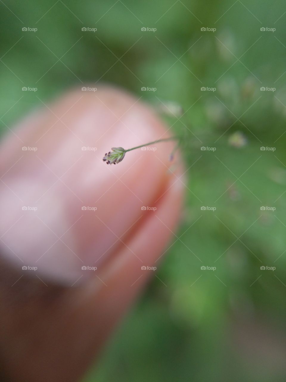 Grass flowers from my point of view.