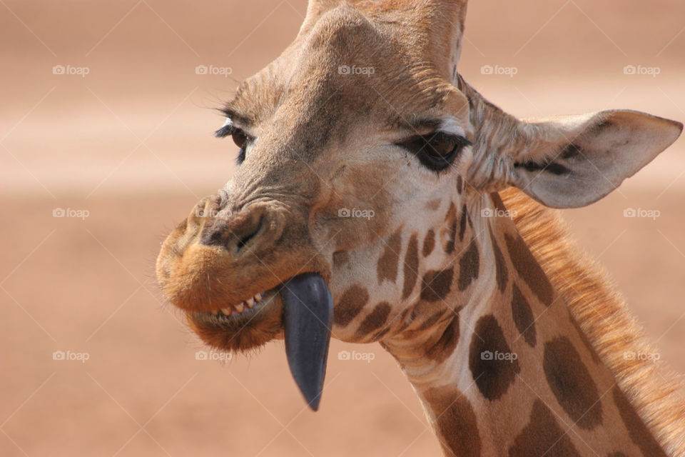 Giraffe with sticking out tongue
