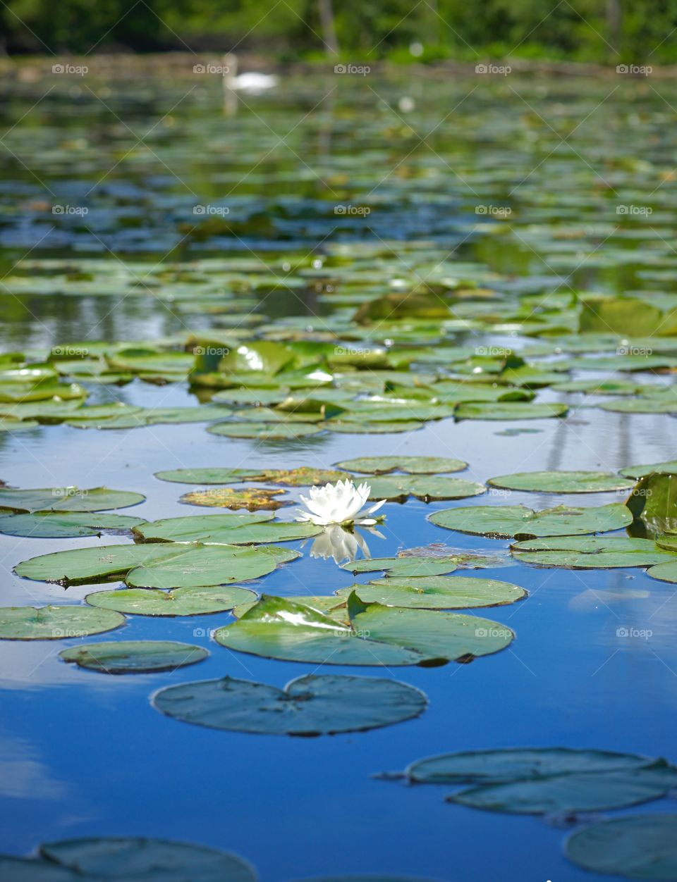 River Waterlilies