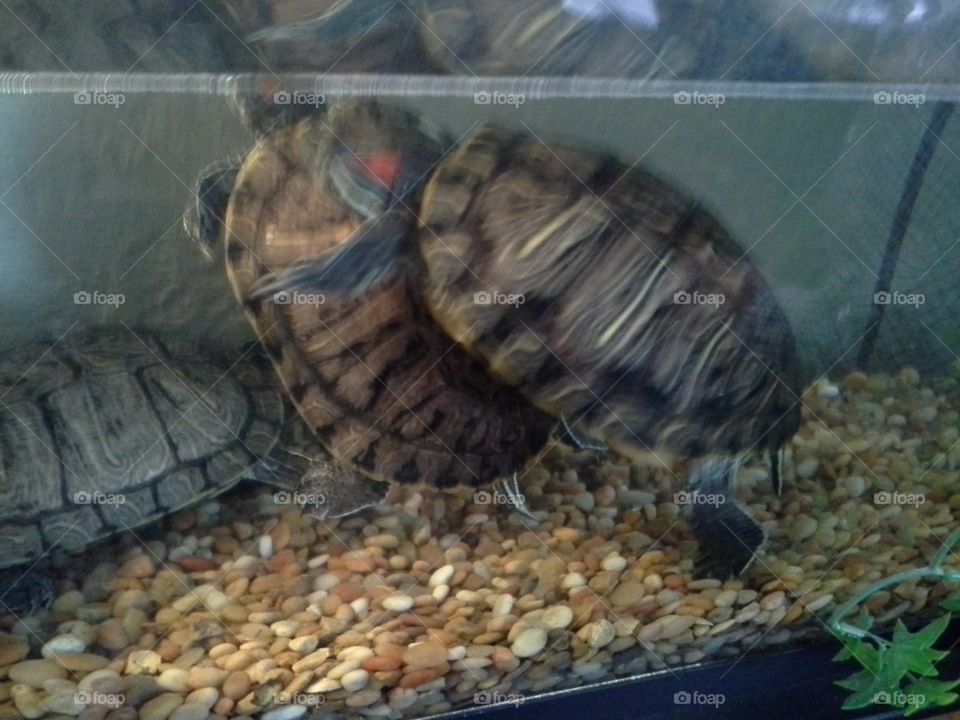 turtles. turtle love