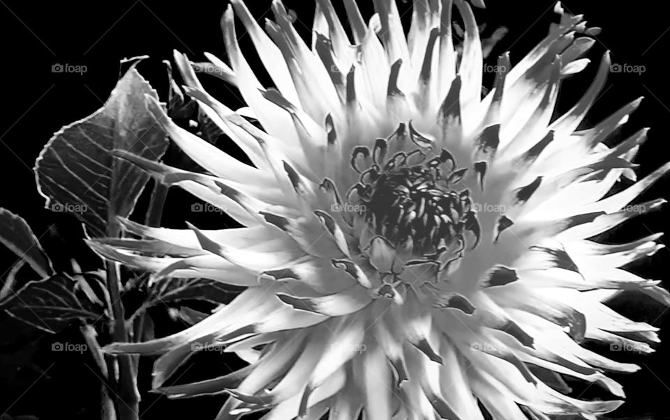 dahlia flower