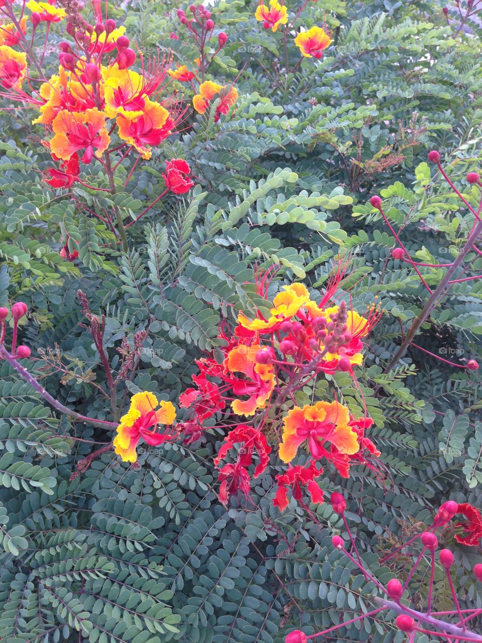 Mexican red bird of paradise 
