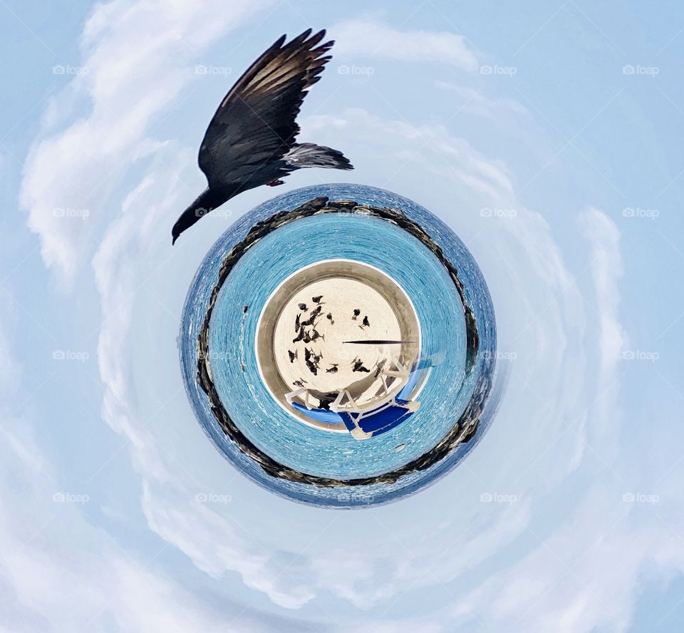 Black bird flying over the world tiny planet