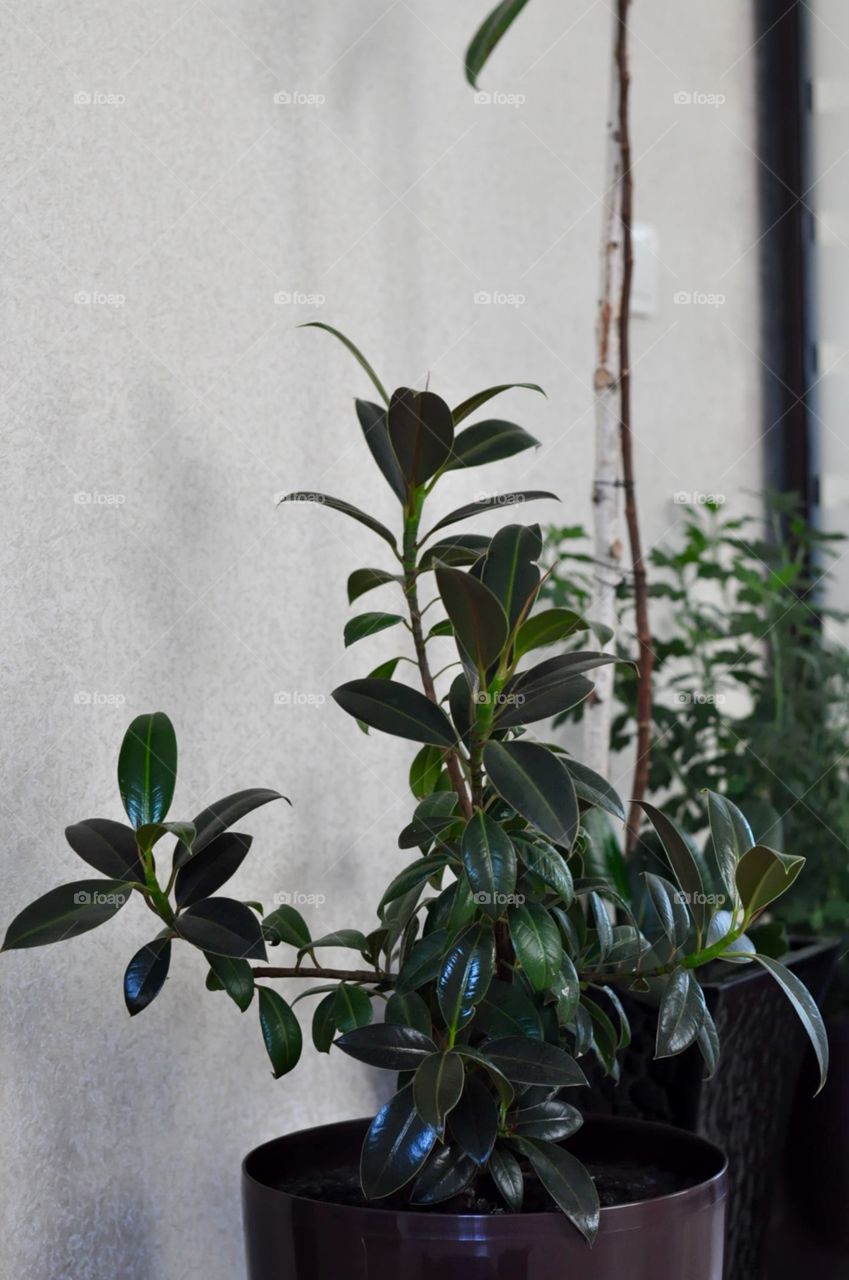 Indoors garden in an appartment