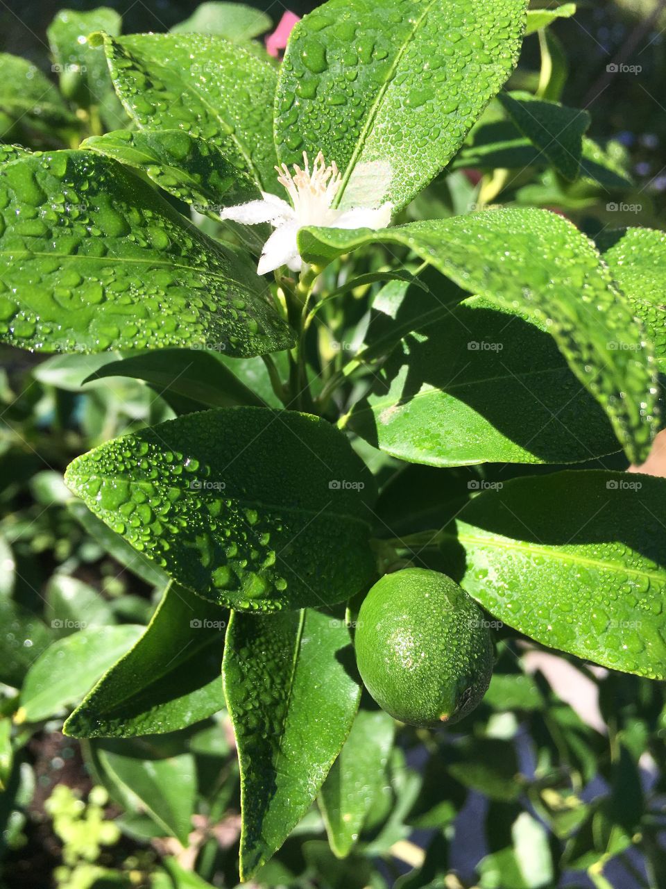 Tropical Key Limes and flowers