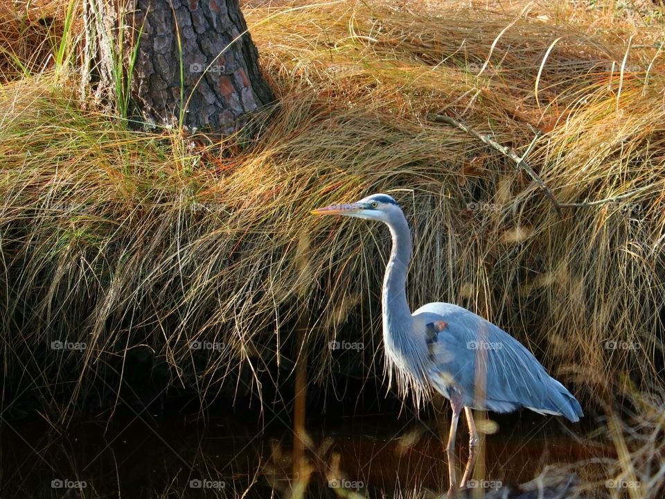 blue heron