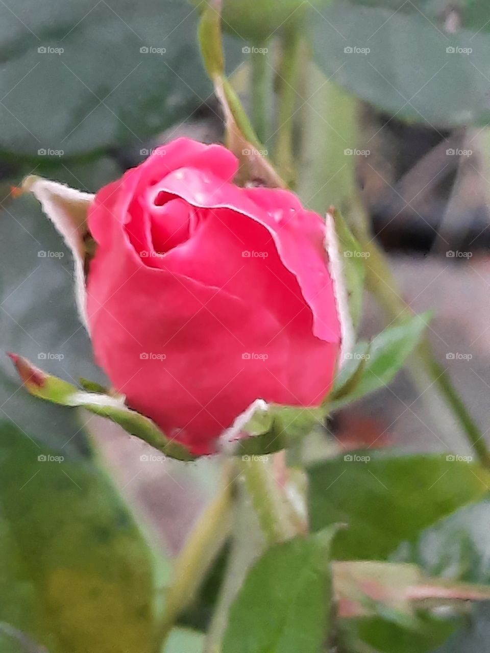 flowers in autumn - pink rose bud in November