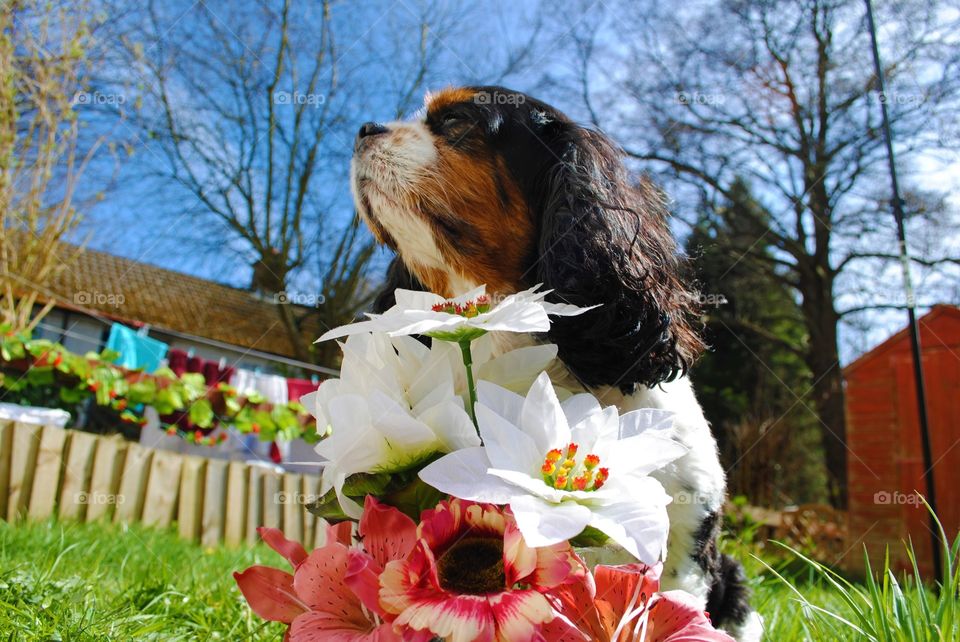 Walter the dog sits with flowers