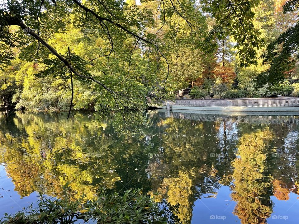 Beautiful trees in the park