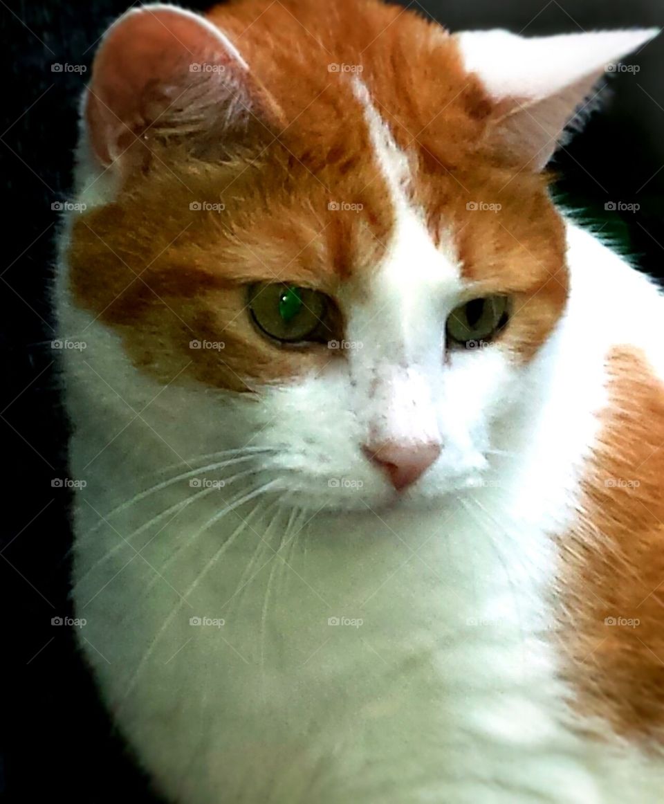 ginger and white cat