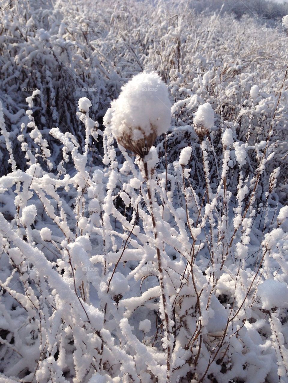 Snow flowers