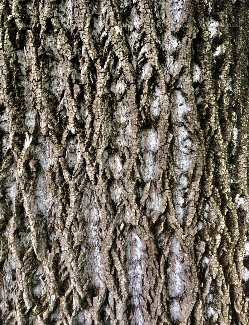 bark of centennial lyriodendron