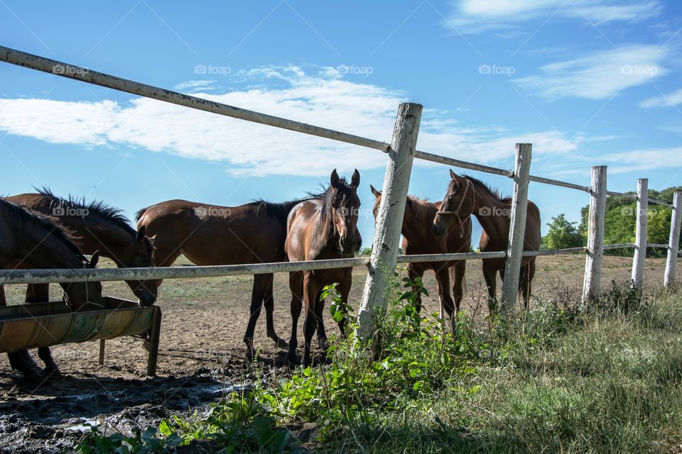 Horses in stable outdoor