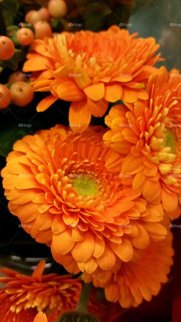 Orange gerbera