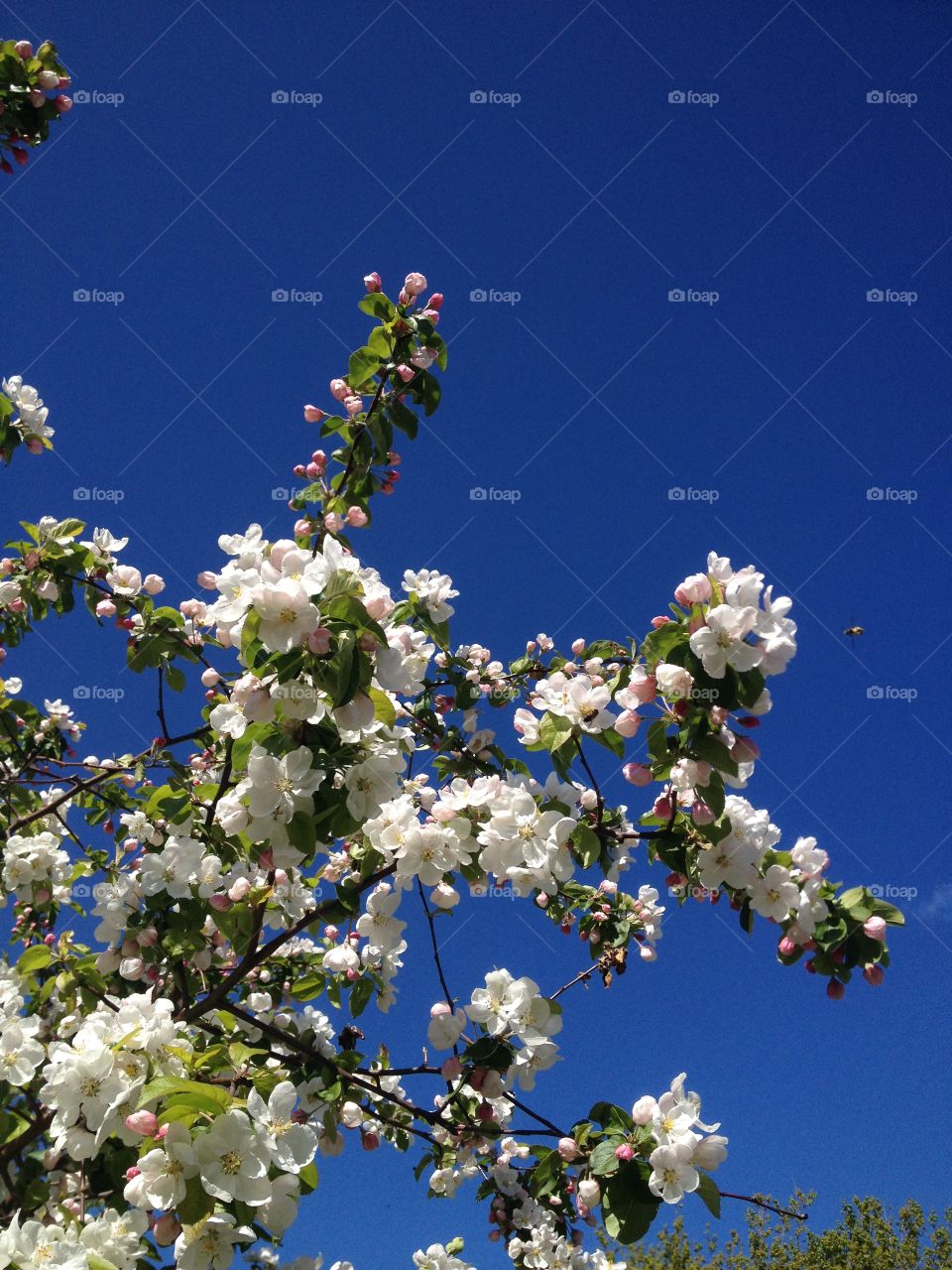 Low angle view of blooming apple tree