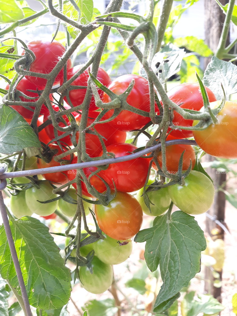 Close-up of cherry tomatoes on the vine