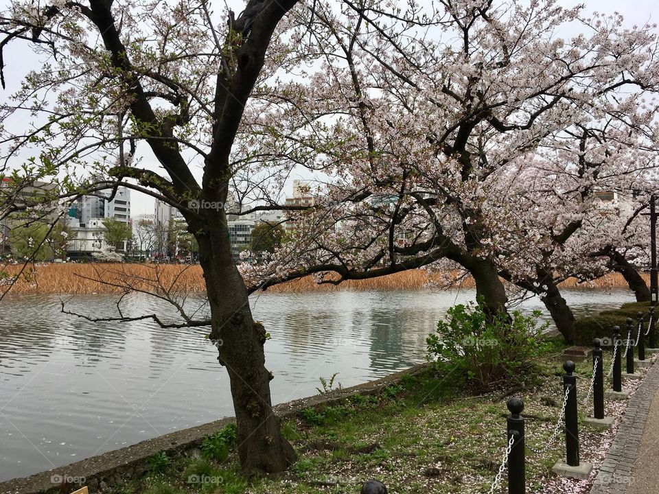 Ueno Park, Tokyo. Spring 2017. 