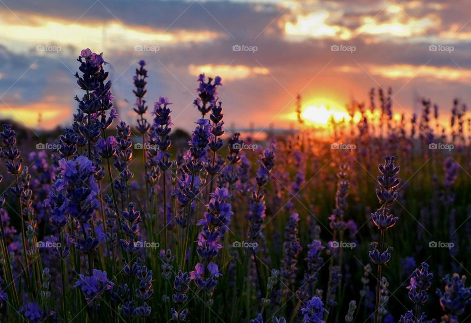 Lavender sunset