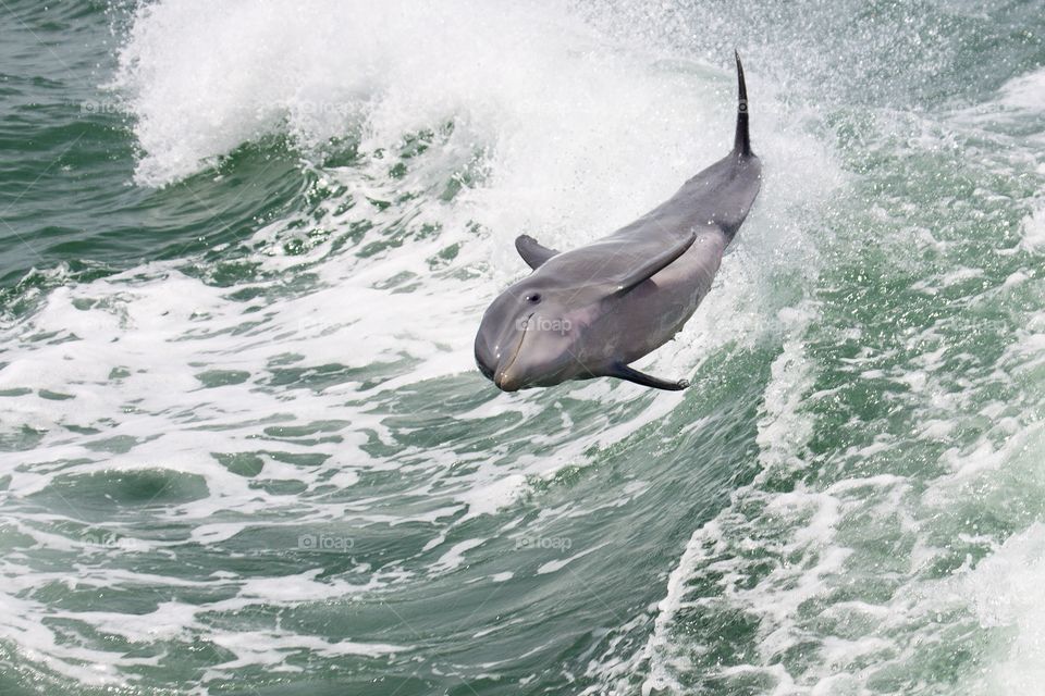 One happy dolphin jumping out of water 