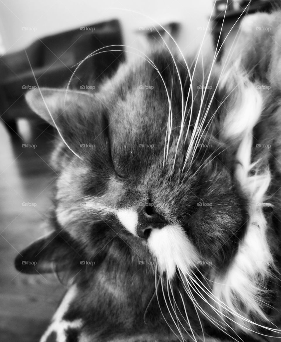 Cozy Bear taking a cat nap