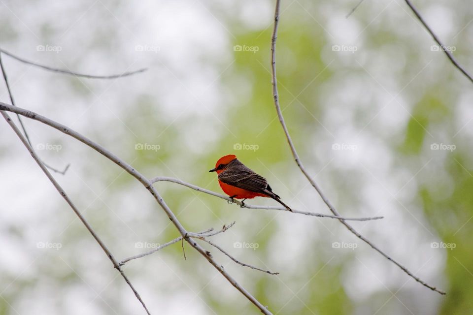 Vermillion flycatcher 