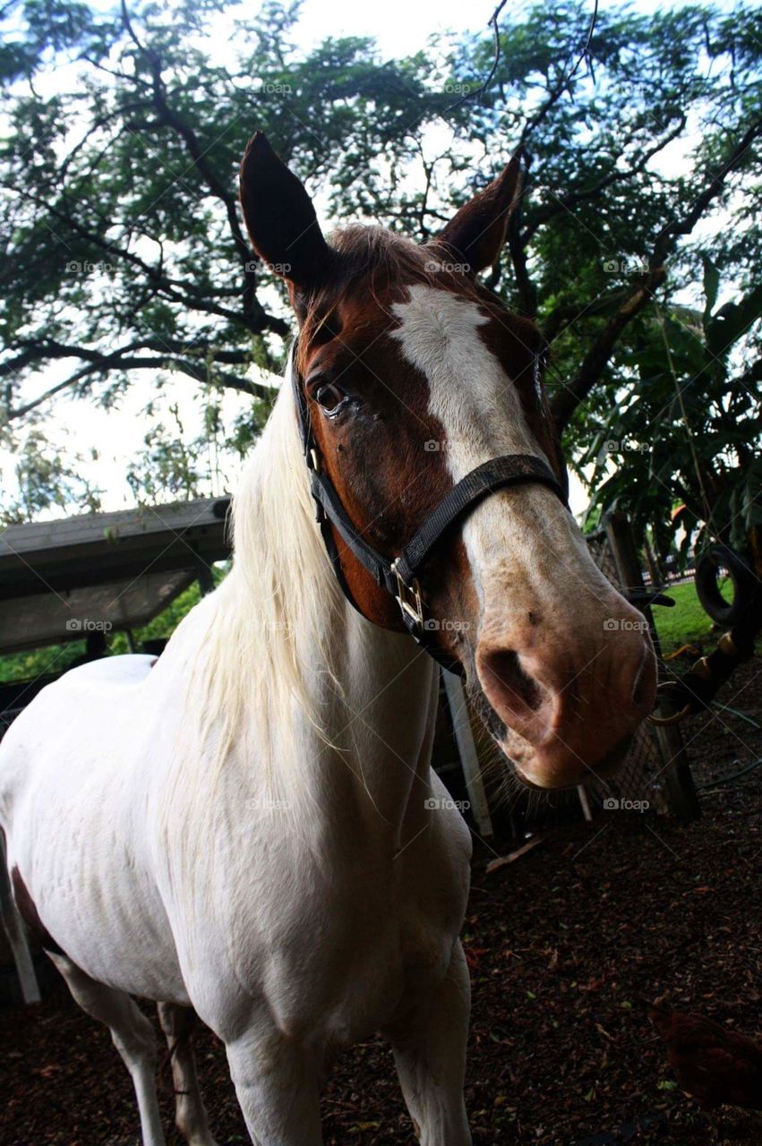 white and brown horse on the farm