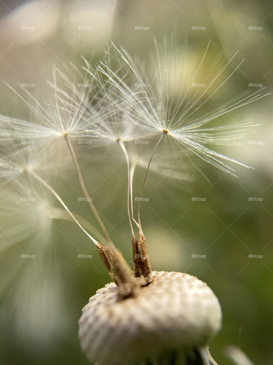 Dandelion 