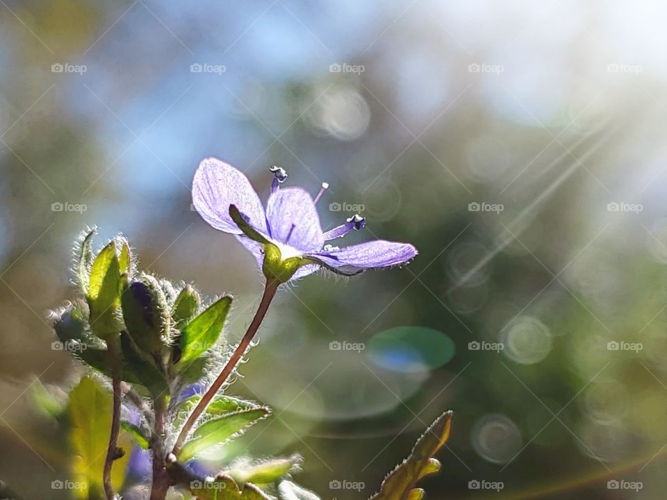 A Speedwell flower illuminated by sunrays.