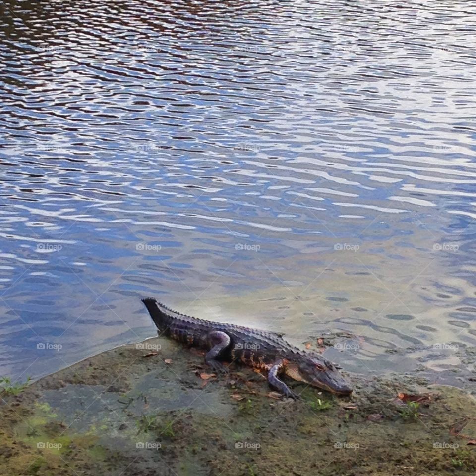 An alligator rests near the bank of Lake Evalyn in Celebration, Florida.  The town of Celebration, Florida was created in 1994 by The Walt Disney Company. 