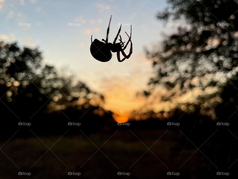 Fall spider