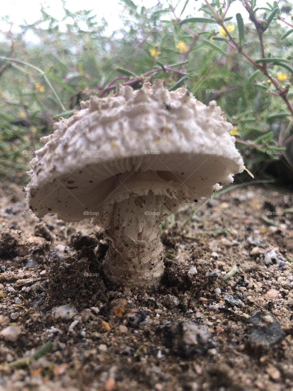 white ,mushroom 