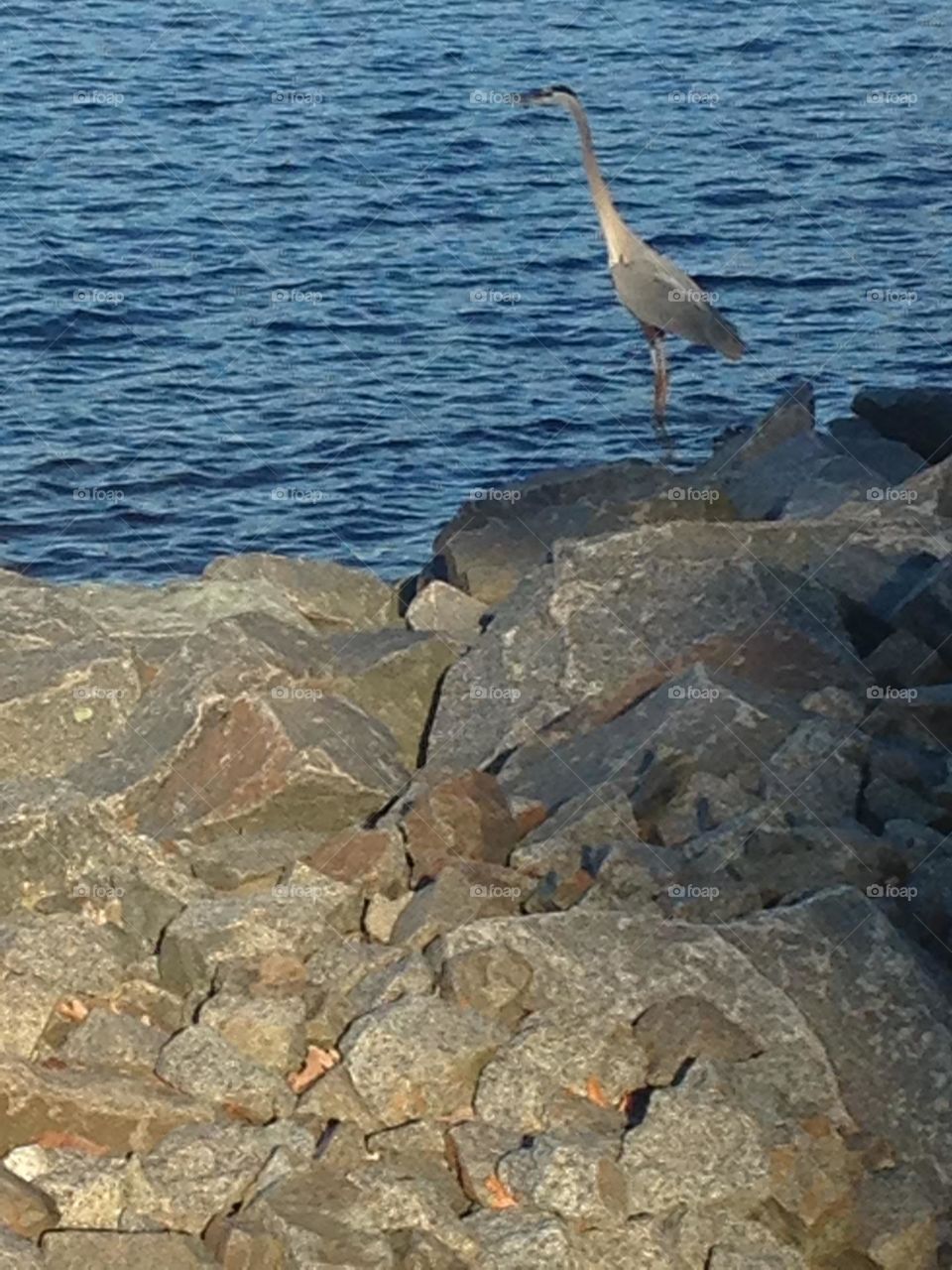 An long-necked egret in the water of a local reservoir near the rocks that surround it. 