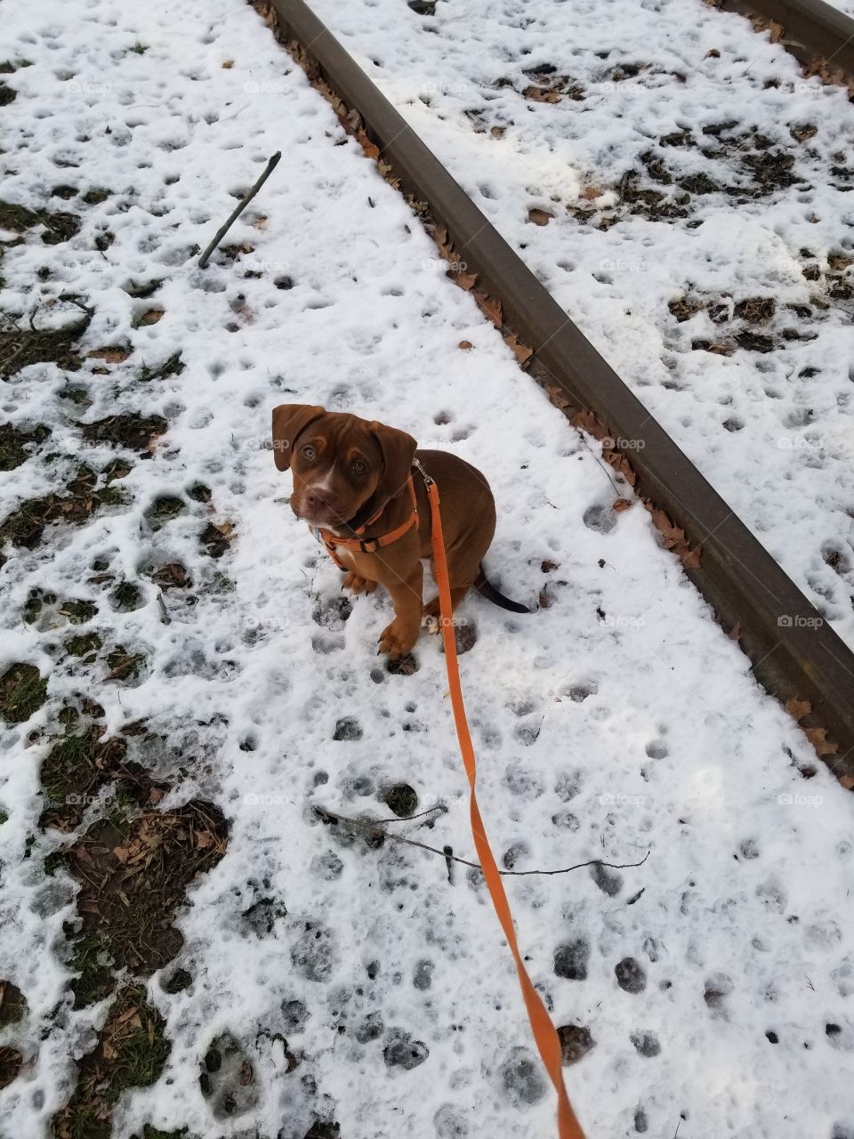 Winnie Wanders in Snow
