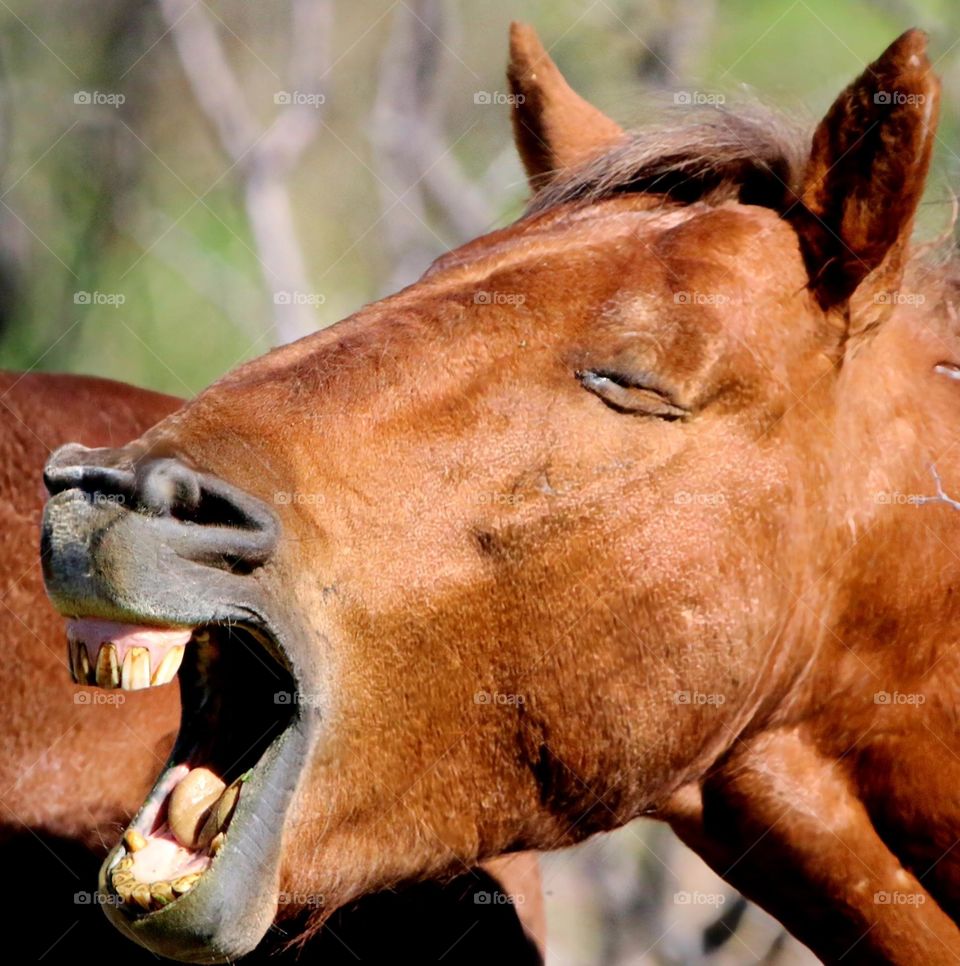 Wild Horse Yawning in Morning