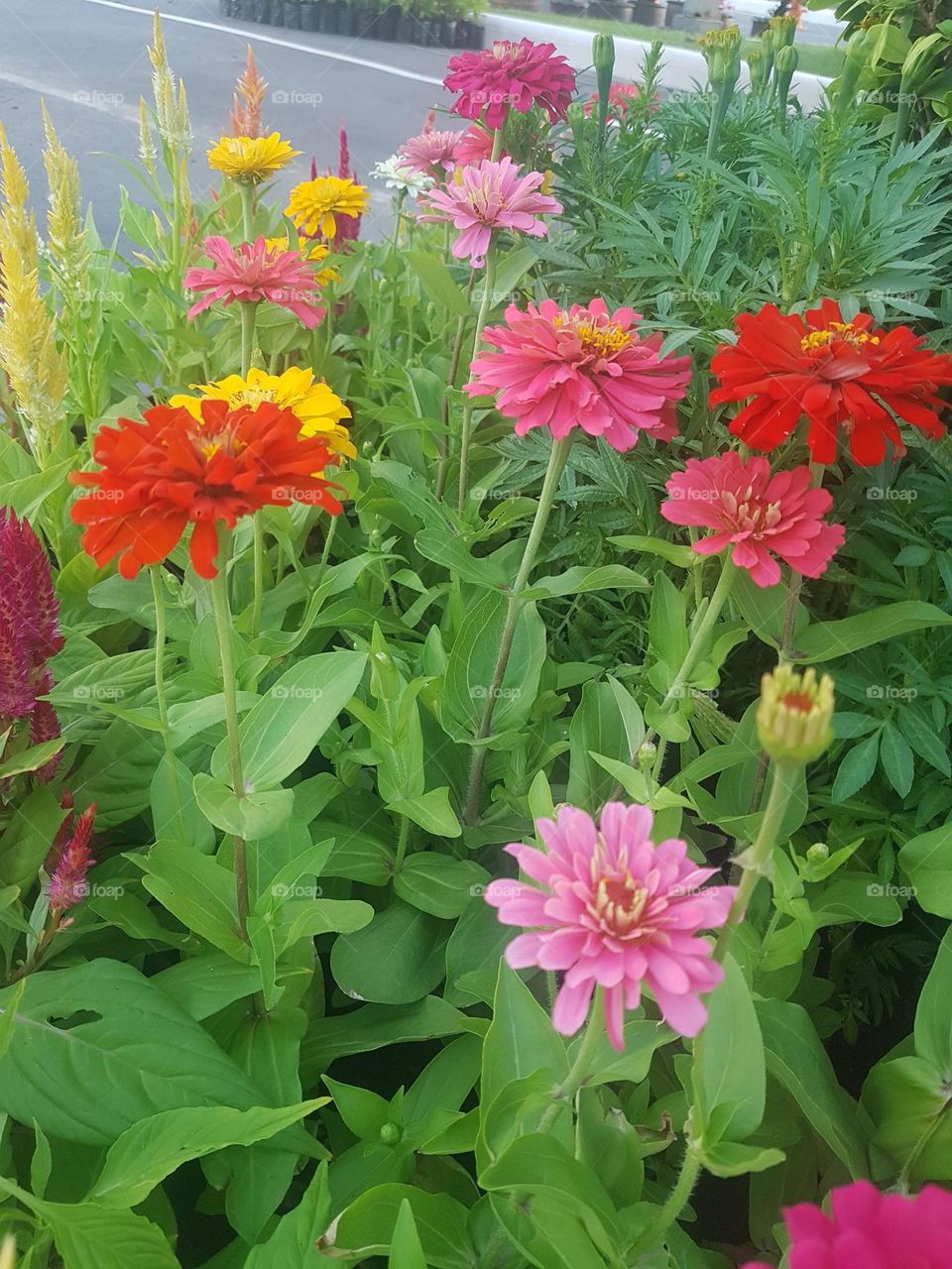 Zinnia  View