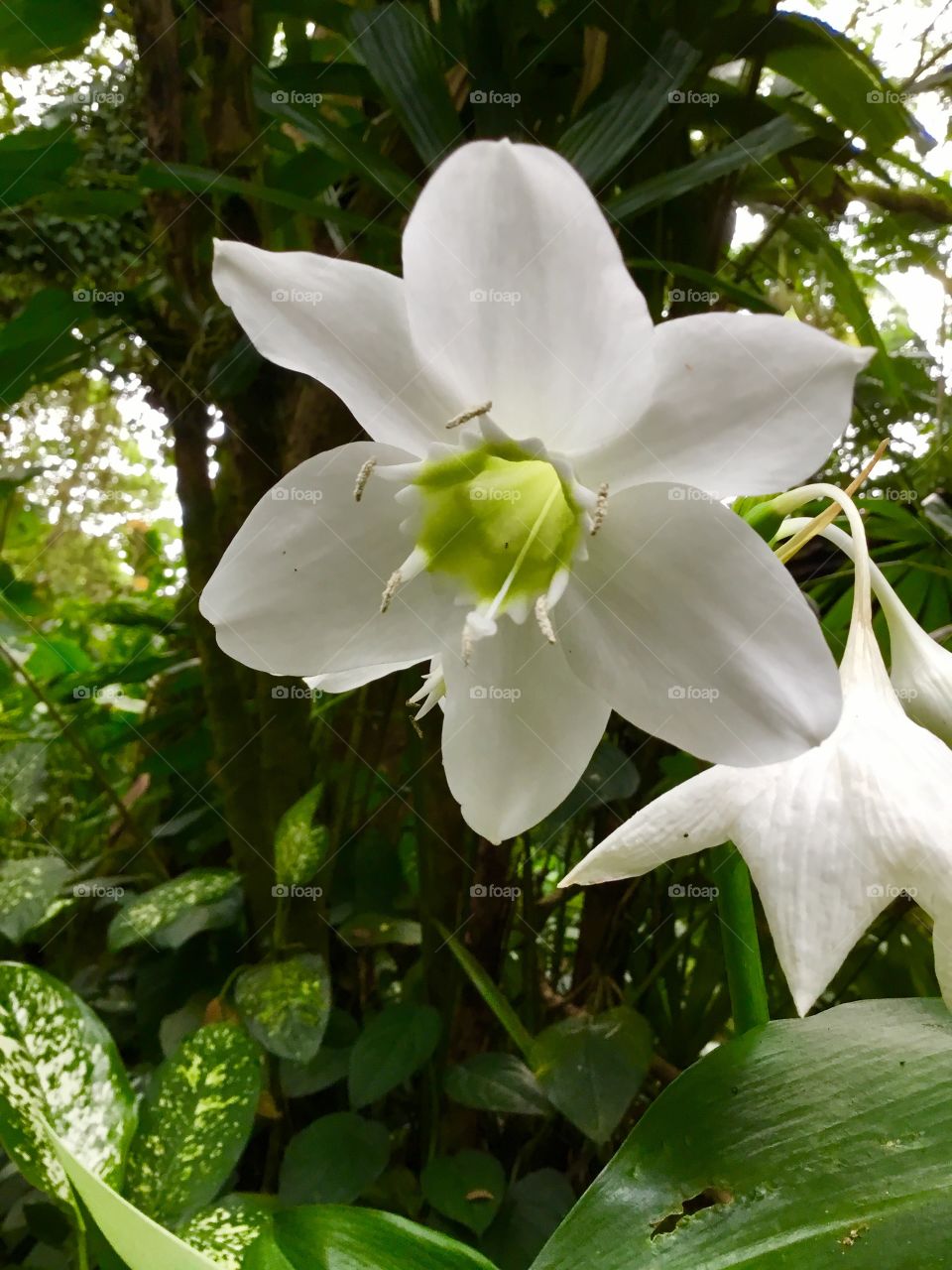 Orchid at Hawaii Tropical Botanical Garden