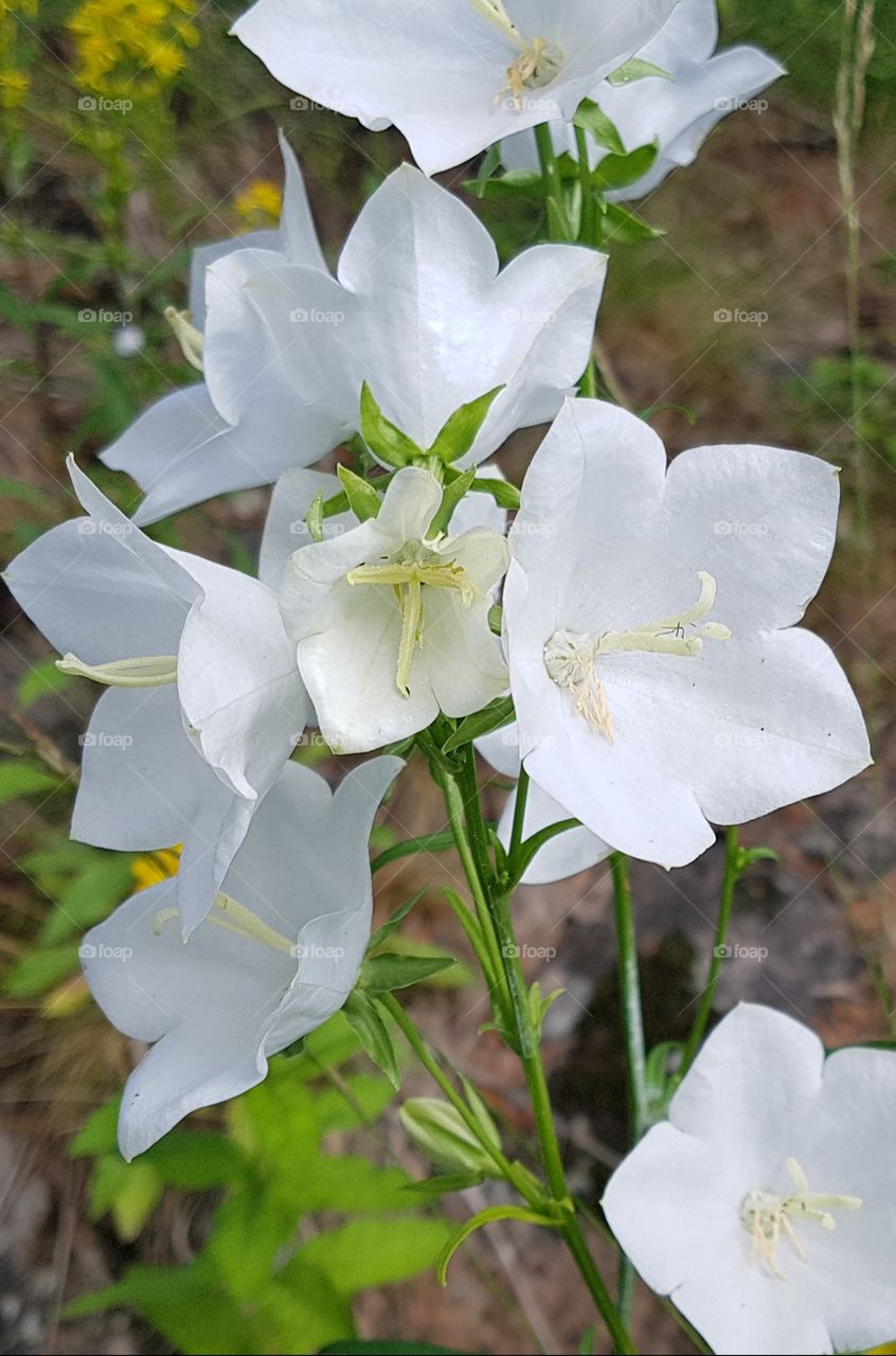 white bluebells