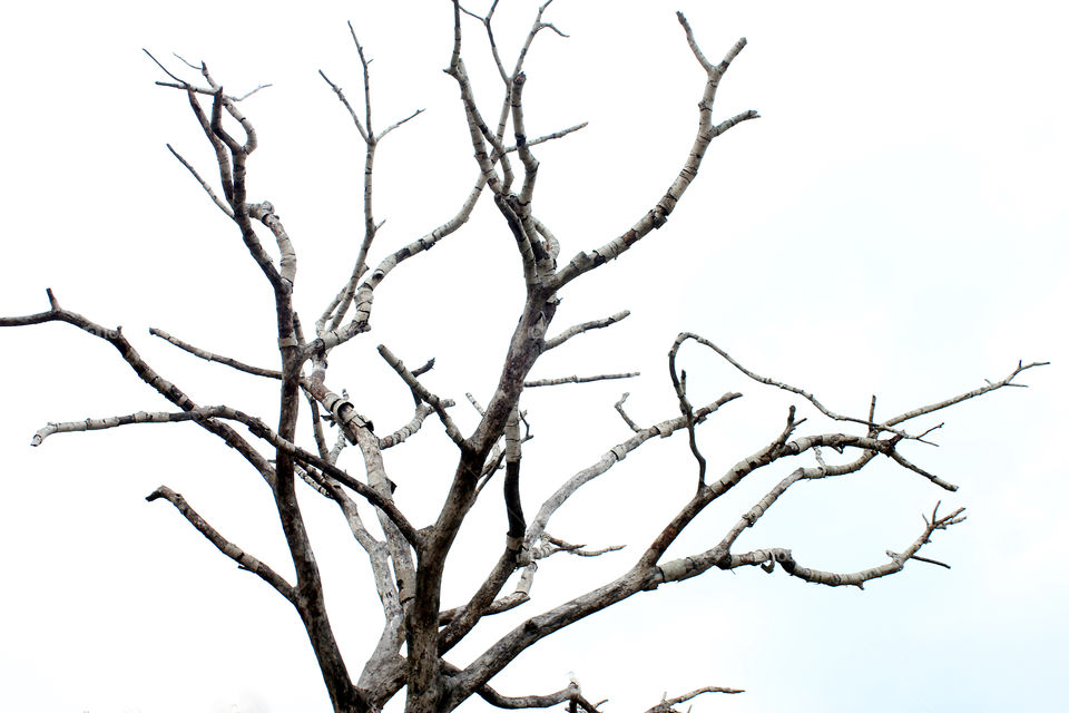 neelagiri hills india