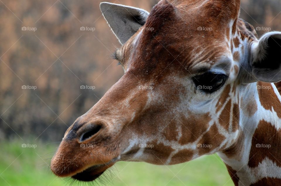 This photo was taken at the Jacksonville zoo.