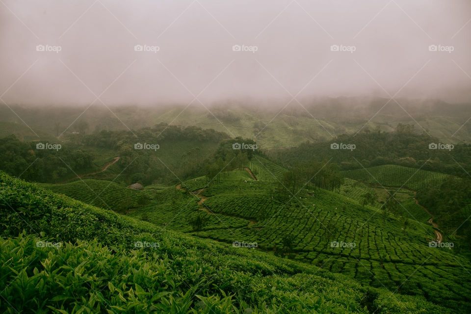 Lush green farm fields covers the hillsides of Munnar