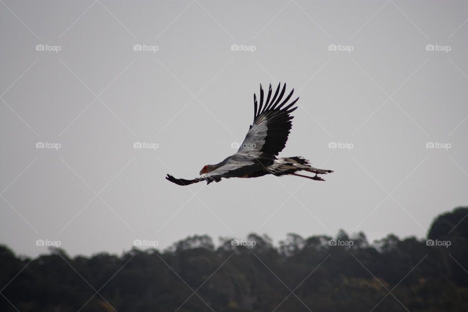 Secretary bird in flight