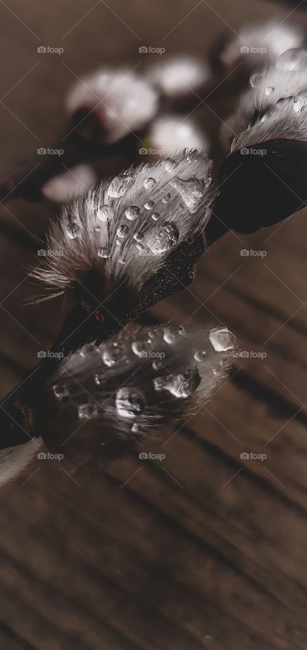 Early morning dew. Dew drops on a branch of pussy willows.