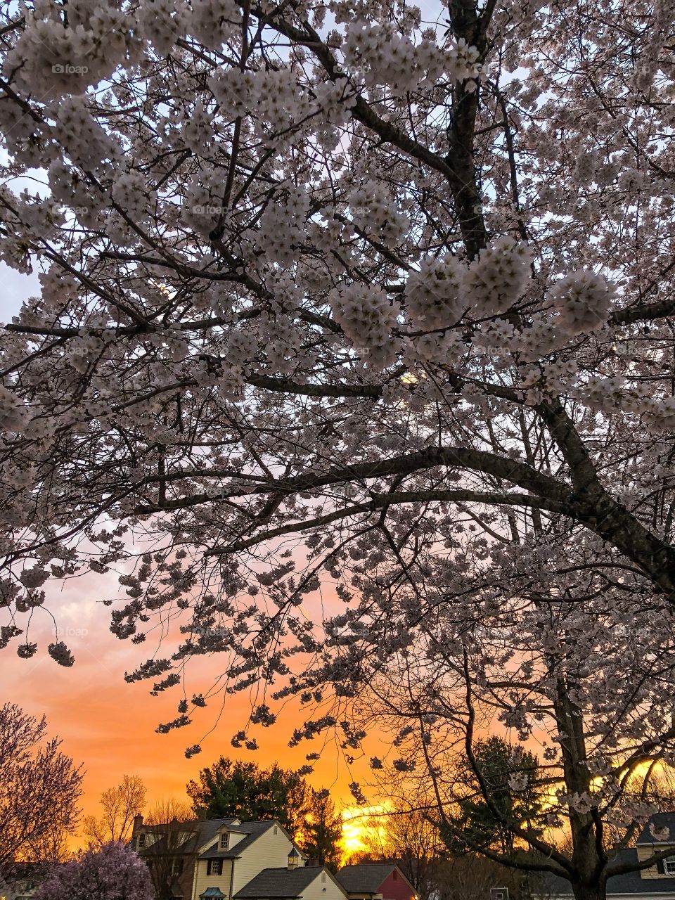 blooming cherry tree at sunset