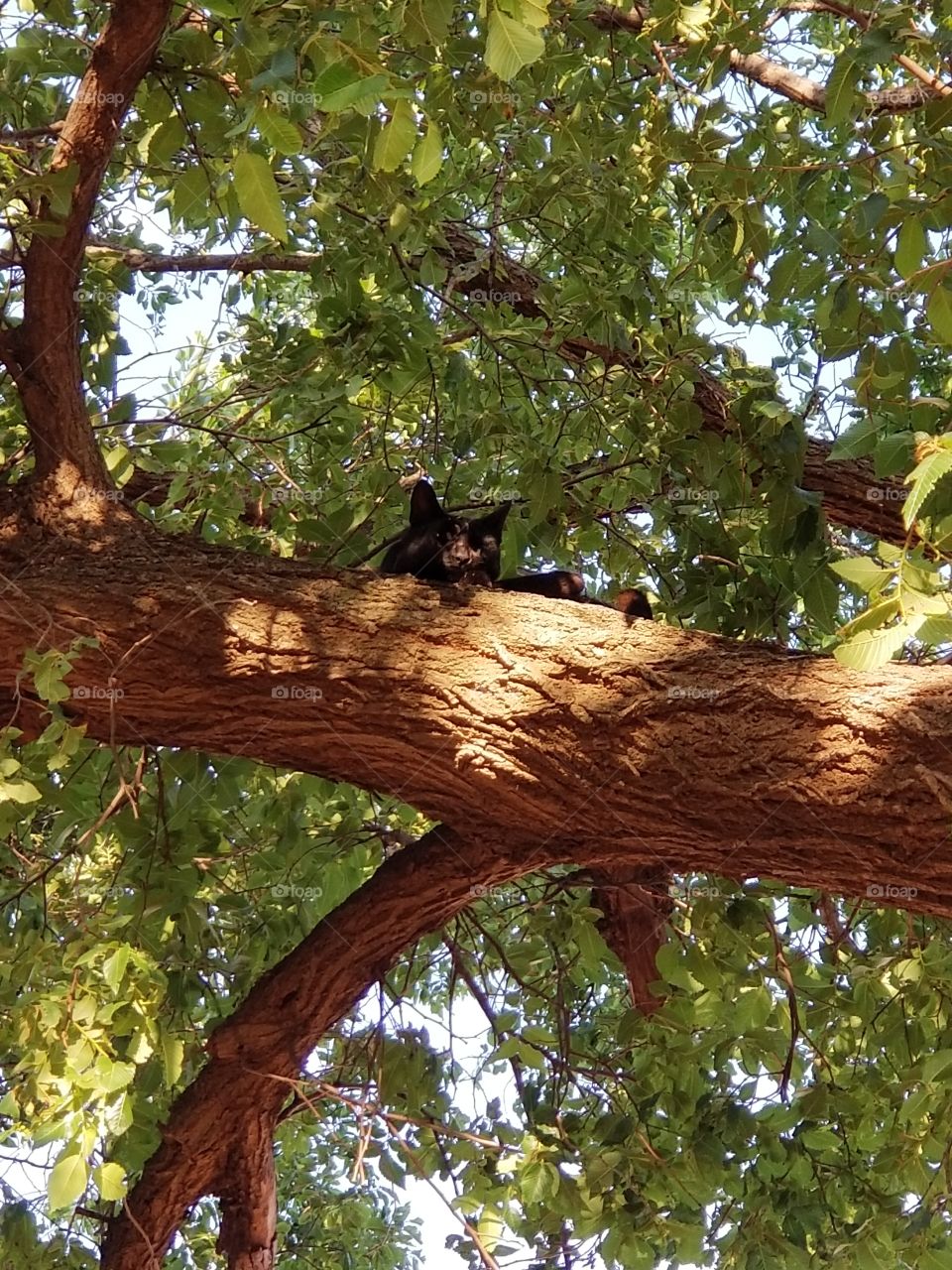 my cat sleeping in the tree