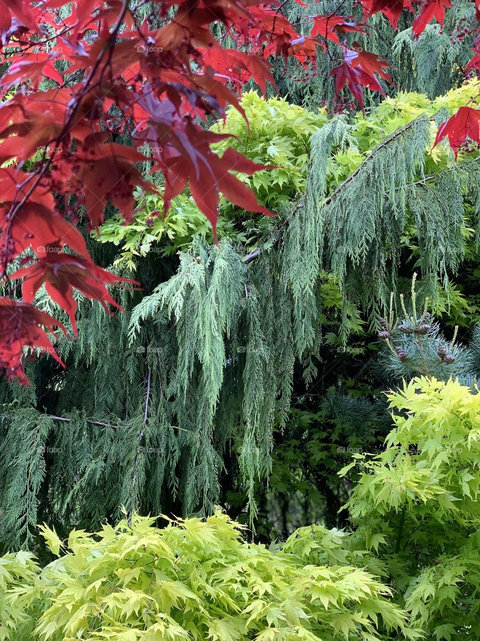 Spectacular garden trees 