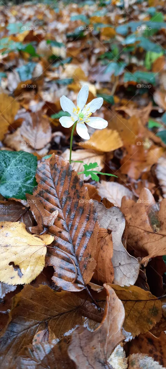 Autumn flower