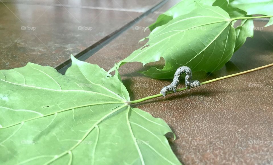 I was sitting in my backyard when these leaves fell from a tree…they had a passenger.