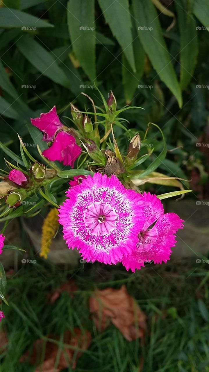 Pink wild flower